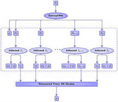 Mathematical modeling and optimal control of multi-strain COVID-19 spread in discrete time